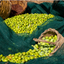 Olio Extravergine di oliva 1l